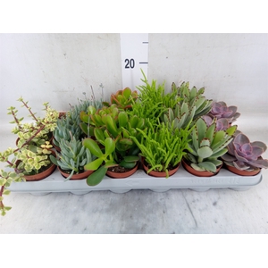 Succulents   ...mix 6