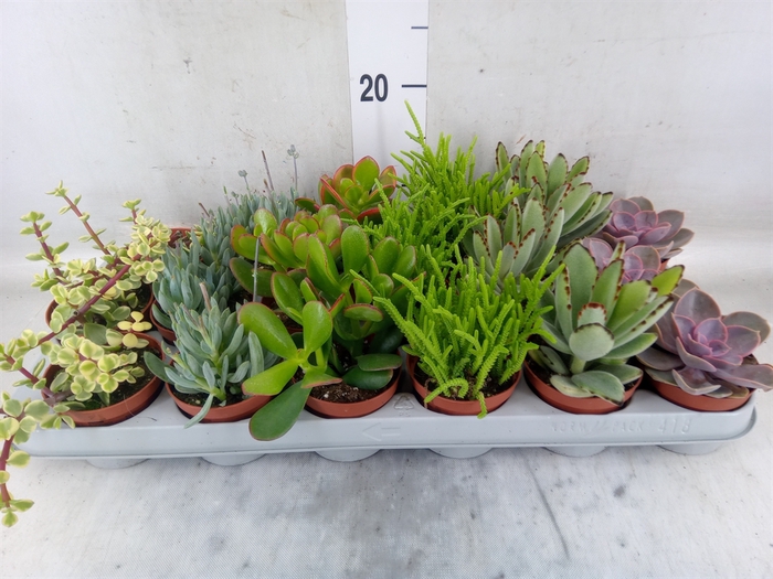 Succulents   ...mix 6