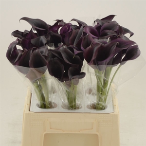 Calla Odessa | Dubbelbloemig