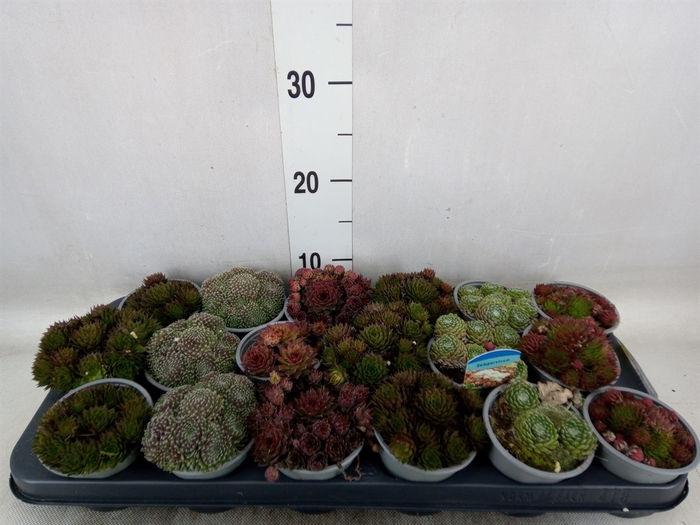 <h4>Sempervivum   ...mix</h4>