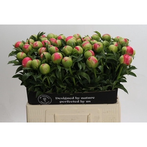 Paeonia Coral Sunset