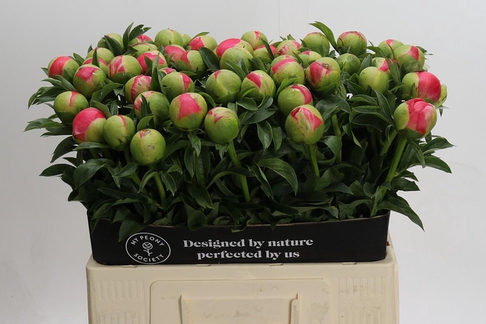 Paeonia Coral Sunset