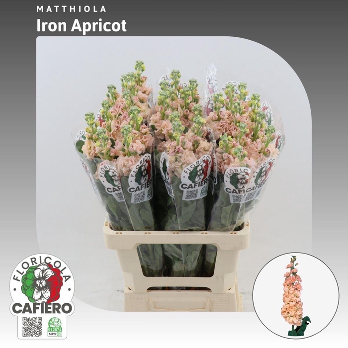 <h4>Matthiola Iron Apricot</h4>
