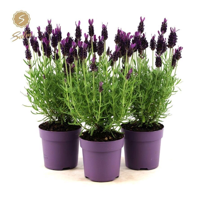 <h4>Lavandula st. 'Anouk'® Collection P10,5</h4>