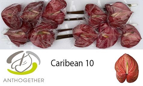 <h4>ANTH A CARIBEAN</h4>