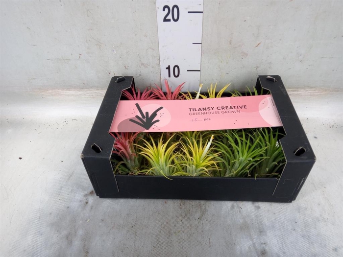 <h4>Tillandsia ionantha</h4>