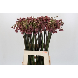 Allium Nectaroscordum Siculum