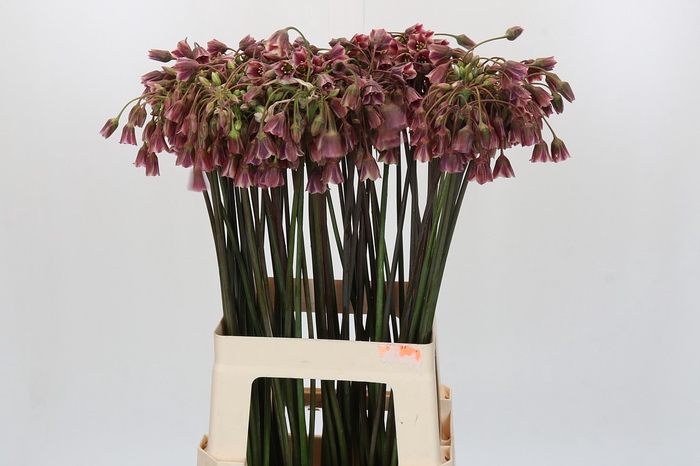 <h4>Allium Nectaroscordum Siculum</h4>