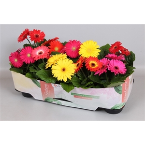 Gerbera Colourgame Garden mix 23-33 cm