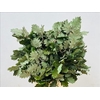 Quercus Preserved Green (oak,eik)