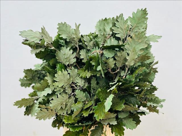 Quercus Preserved Green (oak,eik)