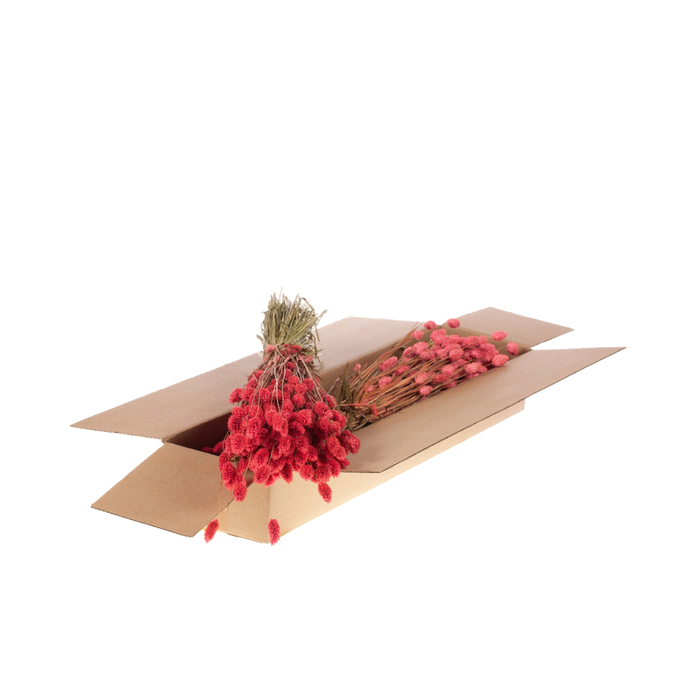 <h4>Phalaris Sb Pink</h4>