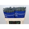 Eryngium Blue Dynamite