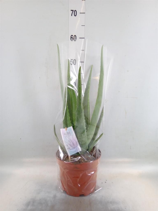 <h4>Aloe vera</h4>