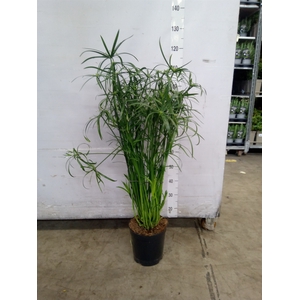 Cyperus   ...