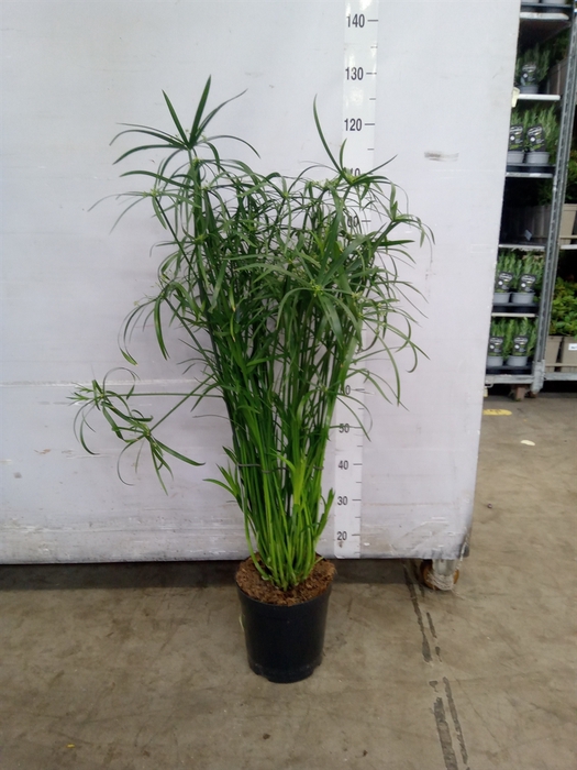 <h4>Cyperus   ...</h4>