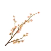 Prunus Cherry Blossom Peach
