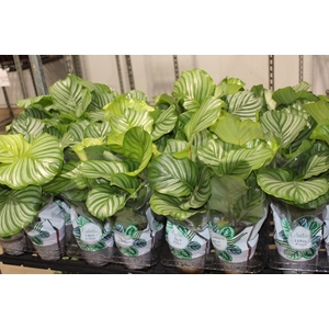CALATHEA ORBIFOLIA P12