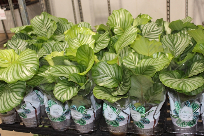 <h4>CALATHEA ORBIFOLIA P12</h4>