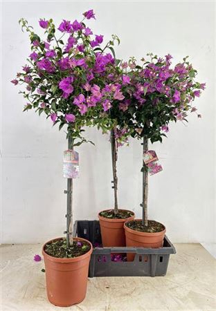 <h4>Bougainv Sanderiana</h4>