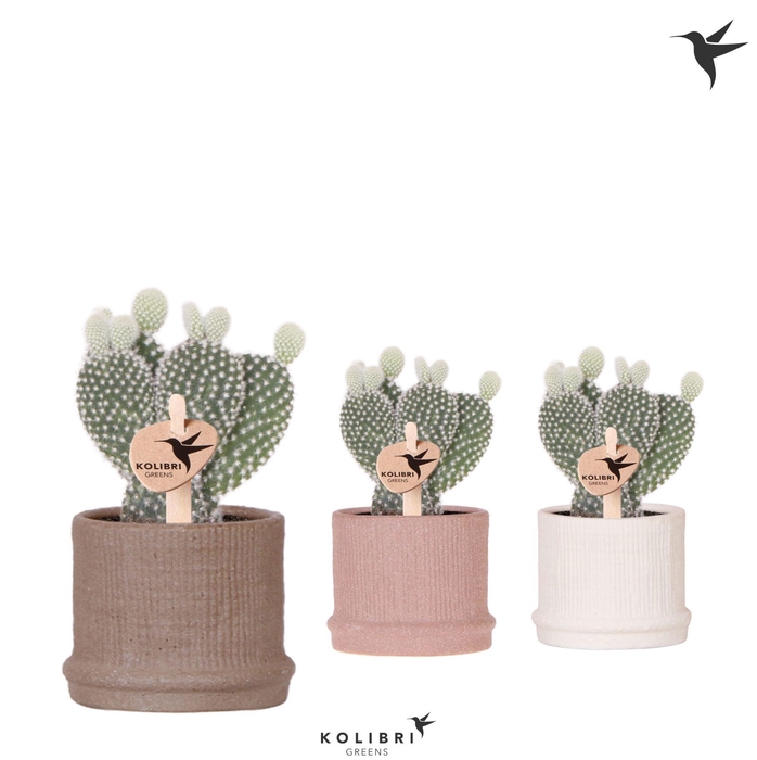 <h4>Kolibri Greens Opuntia white in Bali pot mix</h4>