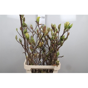 Magnolia Grandi Yellow