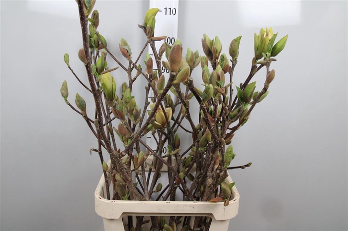 <h4>Magnolia Grandi Yellow</h4>