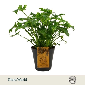 Philodendron Atlantis