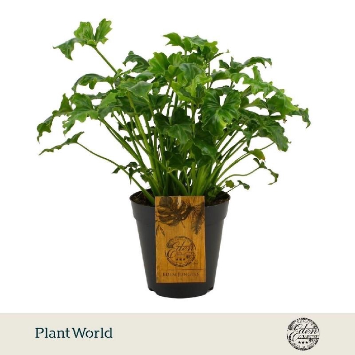 <h4>Philodendron Atlantis</h4>