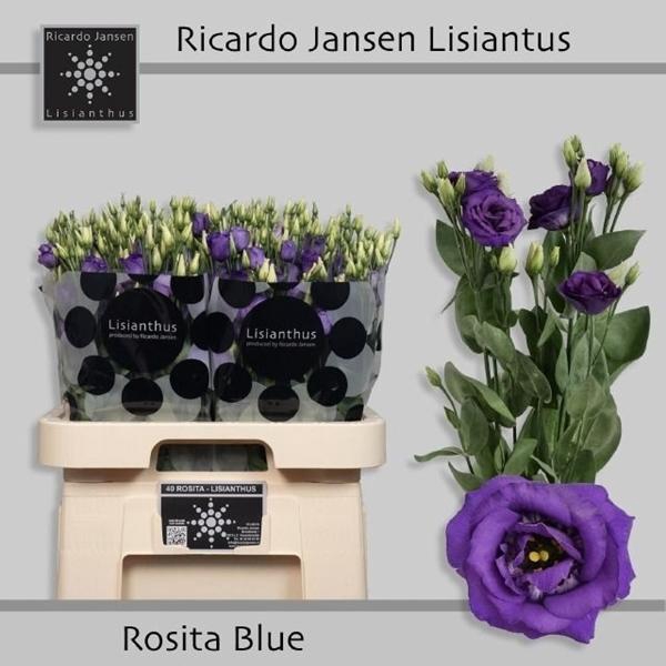 <h4>EUST G ROSITA BLUE</h4>