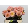 Dahlia Preference