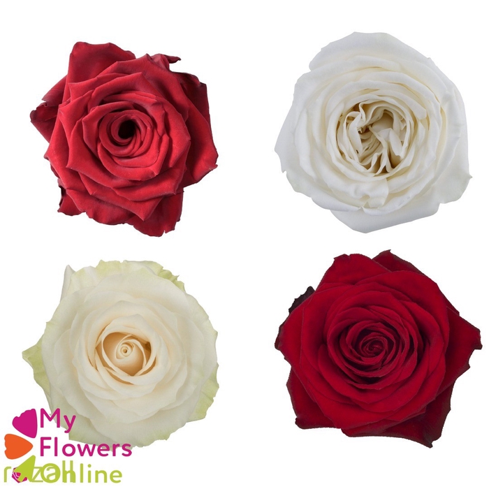 <h4>Colis Noel Roses Rouge et Blanc x 100 tige 60cm EC</h4>