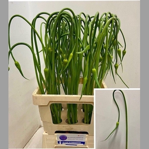 ALLIUM SAT OPHIOSCOR