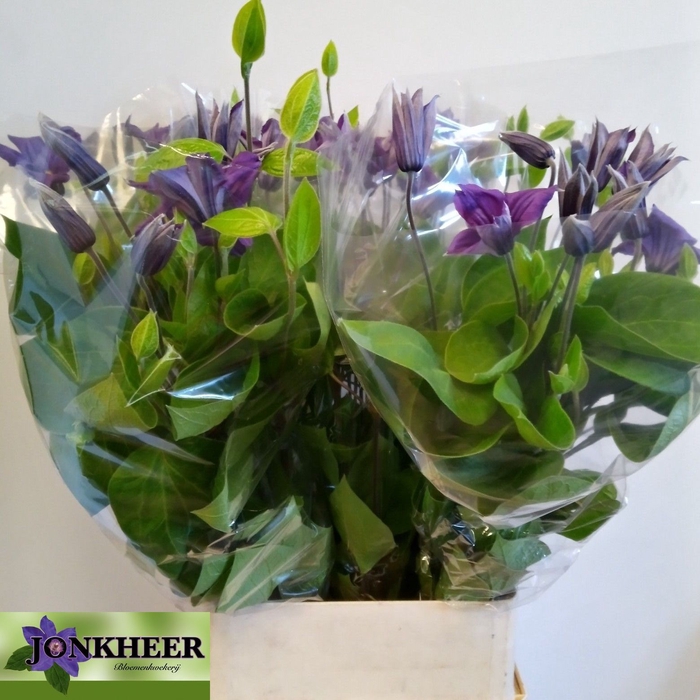 CLEMATIS