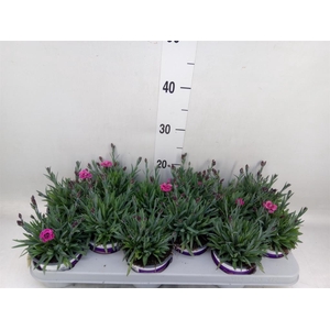Dianthus  'Diantica Purple Wedding'