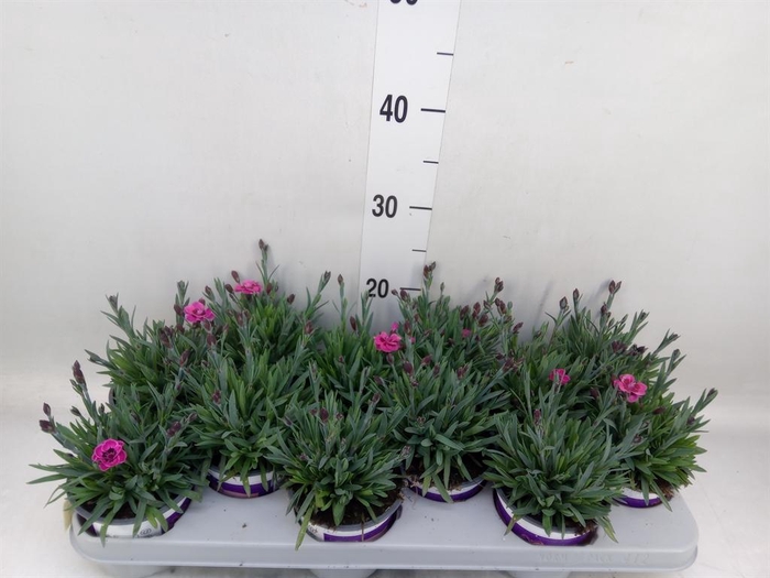 <h4>Dianthus  'Diantica Purple Wedding'</h4>