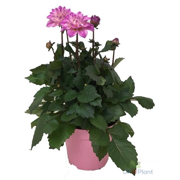 <h4>Dahlia Miscellaneous Grp Dahlinova Temptation Pink Bicolor</h4>