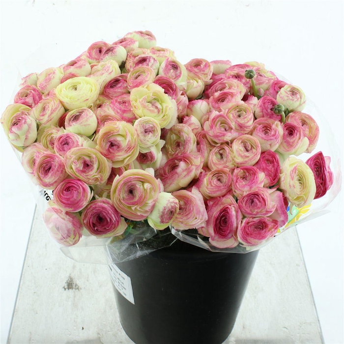 <h4>Ran Su Sr Felicidade White Pink 1a</h4>