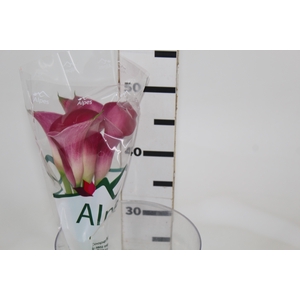 CALLA ROMANCE 050 CM