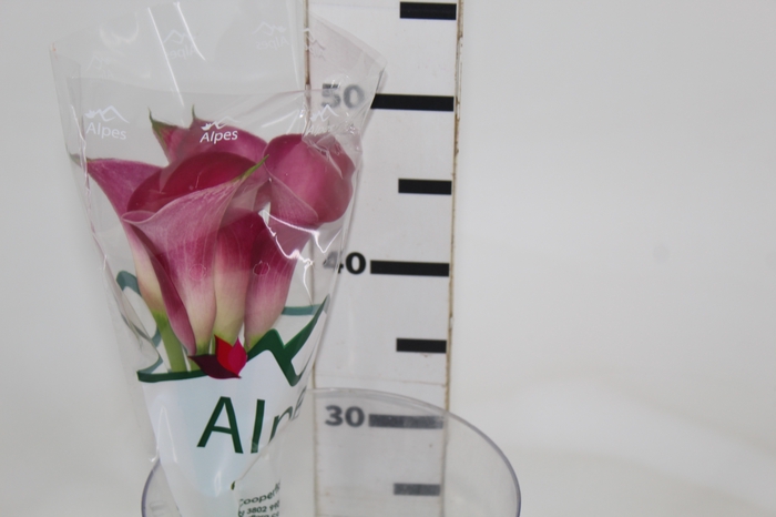 <h4>CALLA ROMANCE 050 CM</h4>