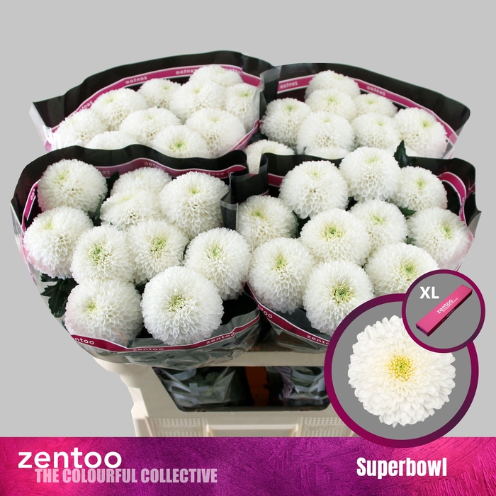 <h4>CHR G SUPERBOWL</h4>