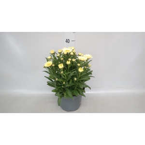 Leucanthemum sup. 'Banana Cream'