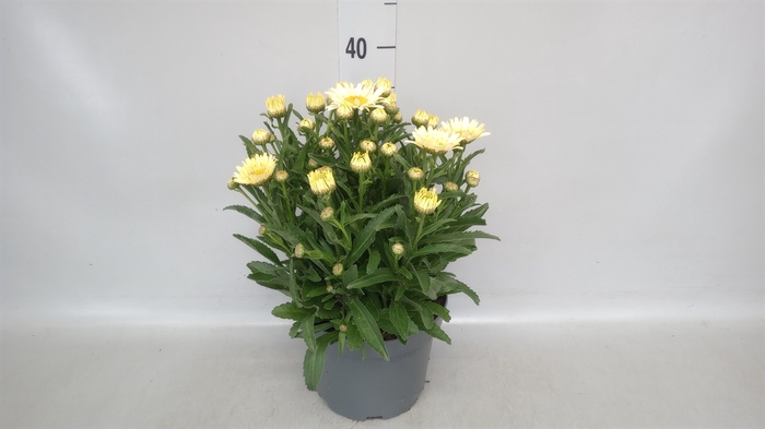 <h4>Leucanthemum sup. 'Banana Cream'</h4>