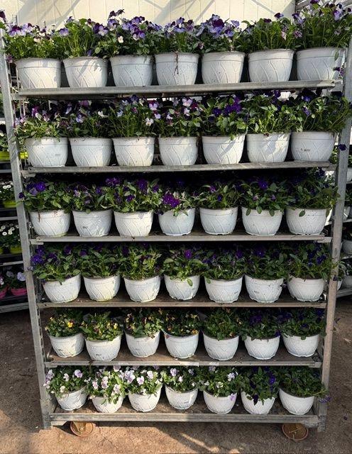 <h4>VIO CORNUTA</h4>