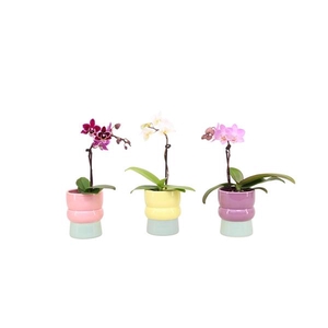 Nova Mix Tiny Dolls Mix 1T7+ Aqu@