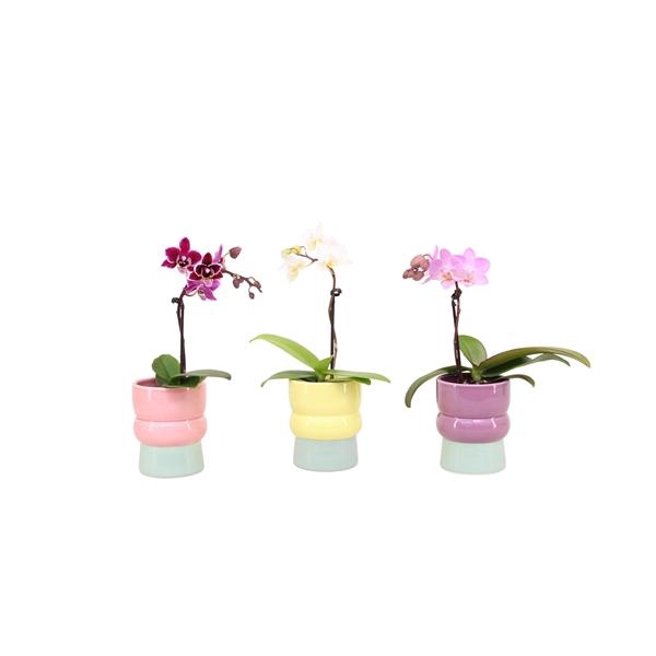 <h4>Nova Mix Tiny Dolls Mix 1T7+ Aqu@</h4>