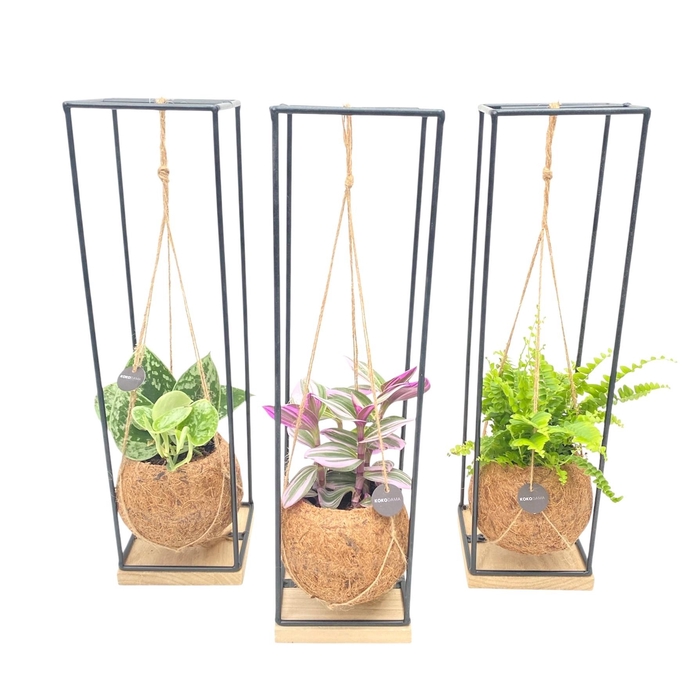 <h4>Kokodama 12 cm Hanging Industrial Green mix</h4>