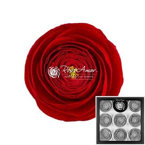 Pr 2 Ranunculus Red99