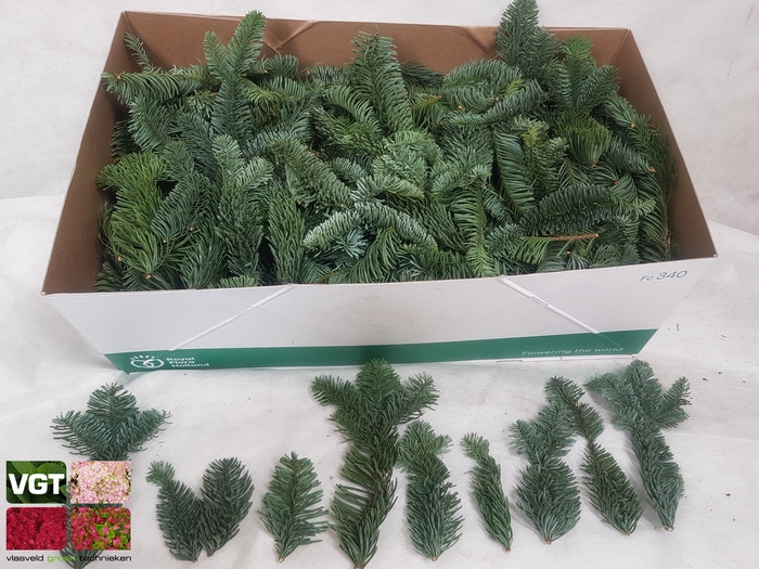 <h4>ABIES NOBILIS BLAUW</h4>