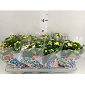 Kalanchoe blos.   ..rosebud mix/pot